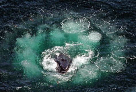 Humpback Whales Facts and Pictures - Megaptera novaeangliae