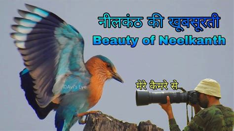 Neelkanth Bird, नीलकंठ पक्षी, pala pitta, Indian Roller Bird - YouTube