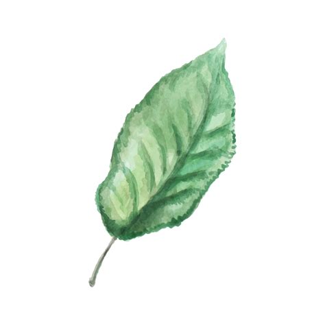 Premium Vector | Watercolor drawing of apple tree leaf on a white ...