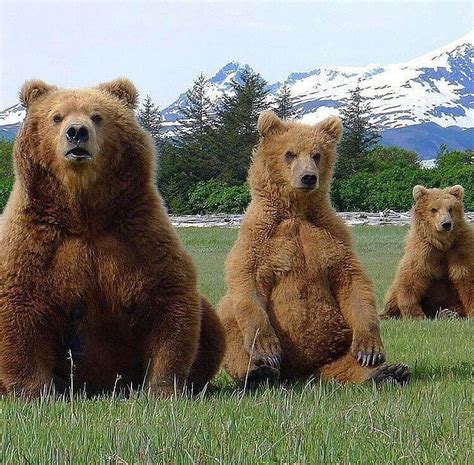 Papa Bear, Mama Bear and Baby Bear...where's Goldilocks? | Bear, Brown bear, Weird animals