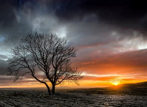 Tree Sunset Winter Silhouette Free Stock Photo - Public Domain Pictures