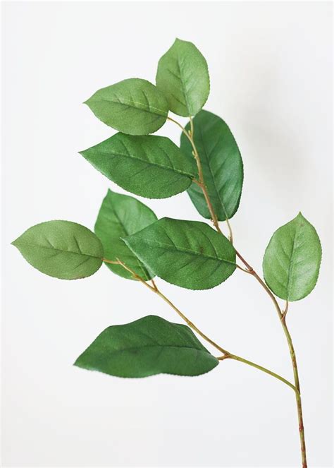 Salal/Lemon Leaf; Gaultheria | Leaf photography, Salal, Flower identification