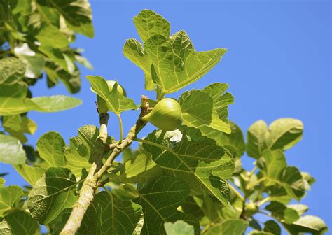 Fig,fig tree,fruit,summer,flavor - free image from needpix.com