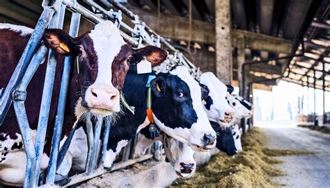 Cow milk production follows a yearly rhythm - Futurity