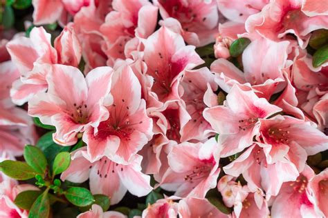 10 Best Types of Azaleas for Your Garden