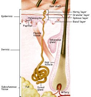 Integumentary - Vitiligo