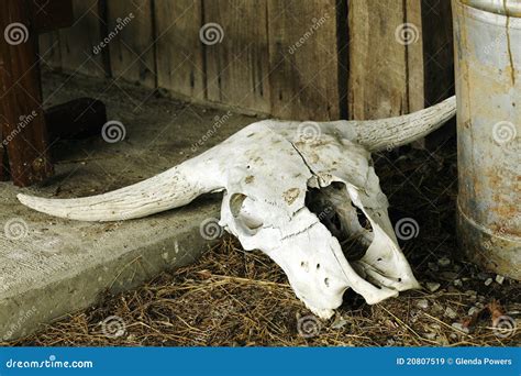 Texas Longhorn Skull Royalty Free Stock Images - Image: 20807519