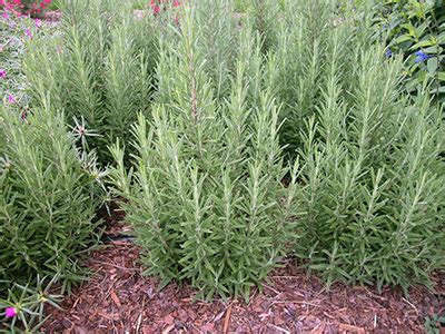 Rosemary – Gardening Solutions