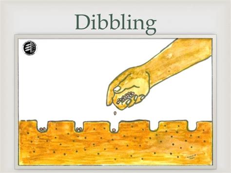 Dibbling method with advantage, disadvantage and field condition