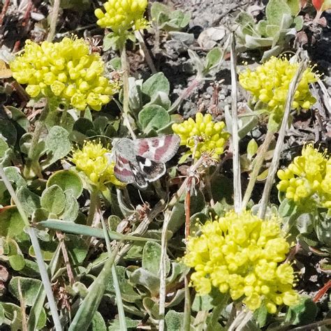 Eriogonum umbellatum (Sulphur-flower Buckwheat) – 10,000 Things of the ...