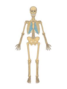 Skeletal System • Anatomy & Function