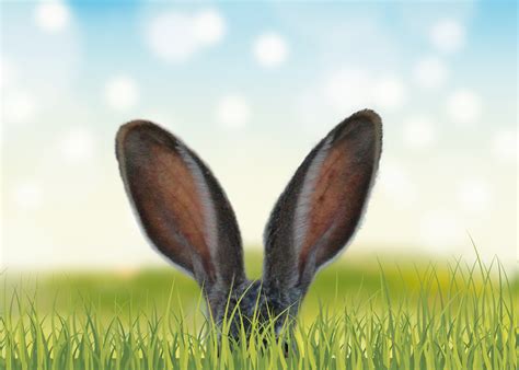 1920x1080 Rabbit Ears In The Grass 5k Laptop Full HD 1080P HD 4k ...