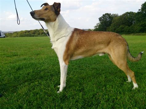 Smooth Collie Puppies For Sale Uk