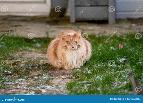 Fluffy Maine Coon cat stock photo. Image of soft, garden - 207323616