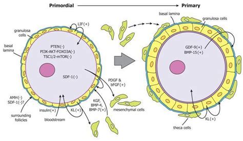 Figure 6, [Regulation of primordial follicle activation...]. - Endotext ...