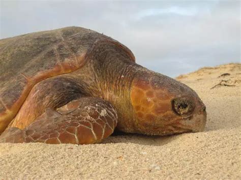 Boa Vista Turtle Watching Tour - Boa Vista | Hurb