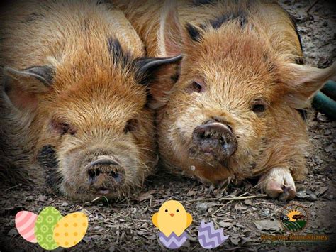 Virginia KuneKunes - Breeding & Raising KuneKune pigs | Pig, Breeds ...