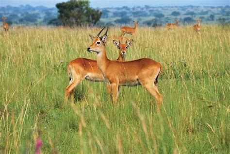 Reedbuck | Description, Types, Weight, & Facts | Britannica