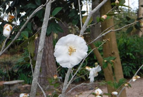 Pruning Camellias | Plant Addicts