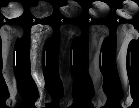 Comparison between humeri in proximal and lateral views of Magericyon ...