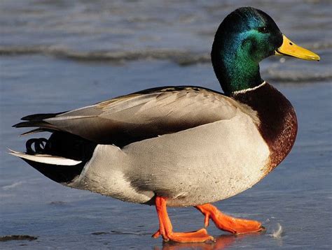 Drake Mallard duck walking on ice | Mallard duck, Mallard, Pet birds