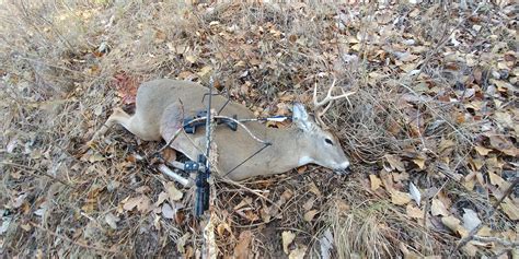 After 6 years of bow hunting, finally got my first deer (with bow ...