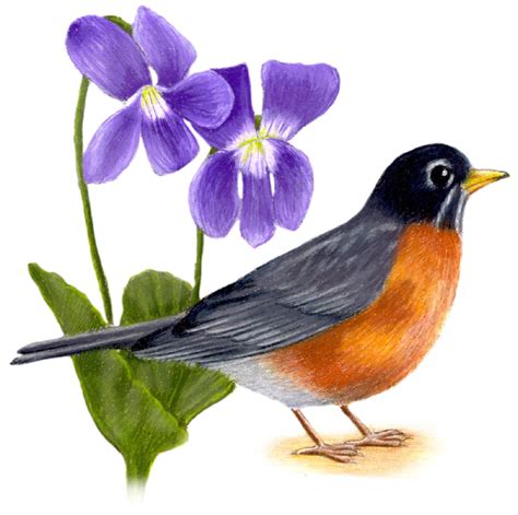 Wisconsin State Bird and Flower: American Robin / Turdus migratorius ...