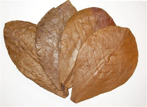 Giant Indian Almond Leaf