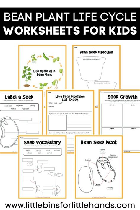 Lesson Plan 2 -Seeds | FLOW - Worksheets Library