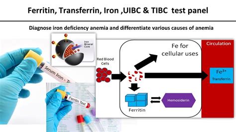 Ferritin, Transferrin, Iron ,UIBC & TIBC test panel.#medilabacademy#mlt ...