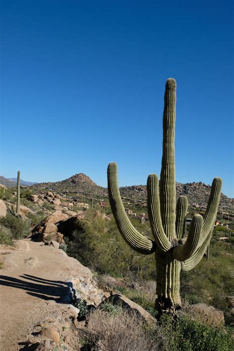 Heat Beating Desert Adaptations of the Cactus — Nature Comes Standard LLC