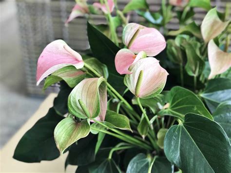 How to Grow and Care for Pink Anthurium