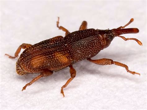 Rice weevil and Grain weevil | Prime Pest Control London