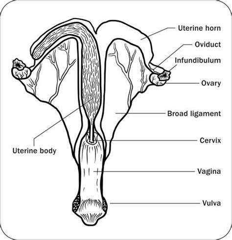 Male Horse Reproductive System Diagram