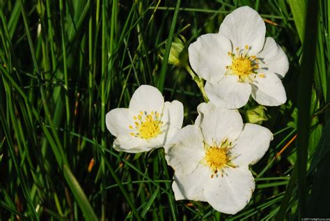 Spring Wildflowers