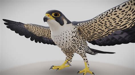 Peregrine Falcon - 3D model by PAYA-PAYA [de05894] - Sketchfab