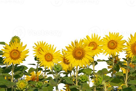 Row of sunflowers are blooming on transparent background 17296587 PNG