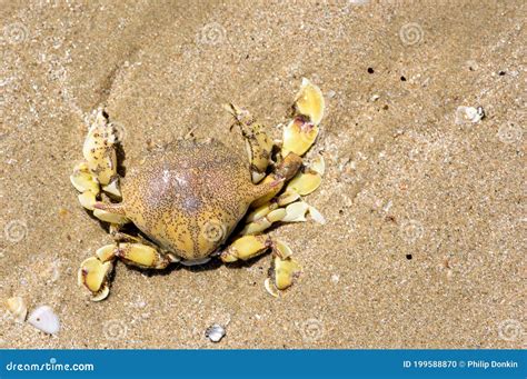 Yellow Crab Washed Up on Tropical Beaches Stock Photo - Image of ...