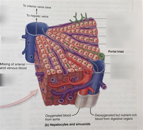 Histology of liver Diagram | Quizlet