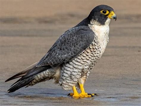 Falconidae Browse by Family, All About Birds, Cornell Lab of Ornithology