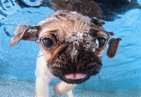 Underwater Puppies: New Photo Series By Seth Casteel