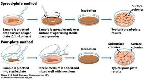 Spread plate and pour plate method | Microbiology | Pinterest | Plates and Spreads