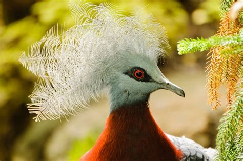 Meet the Victoria Crowned Pigeon—The Largest & Most Beautiful Pigeon