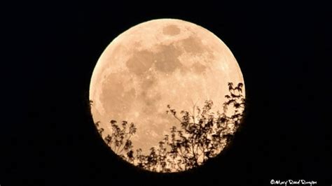 What is November's full moon called? When is the full moon in November ...