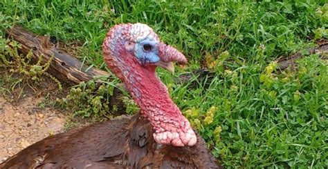 Turkey Anatomy: Revealing the Mysteries of Snood, Caruncle, Wattle, and ...