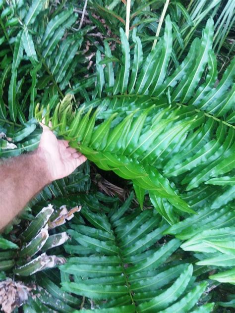 Native Florida fern ID? - TROPICAL LOOKING PLANTS - Other Than Palms - PalmTalk