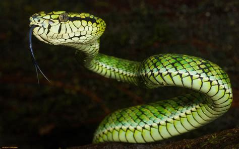 animals, Nature, Snake, Vipers, Reptile Wallpapers HD / Desktop and Mobile Backgrounds