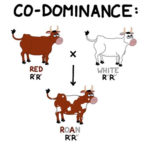 Codominance Examples