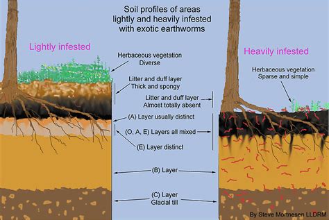 Soil Layers | Great Lakes Worm Watch | UMN Duluth