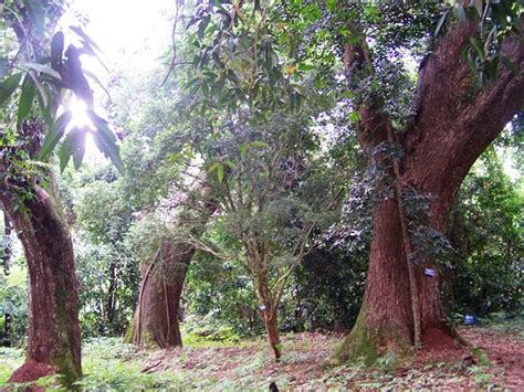 EKOGEO: KEMENYAN : TANAMAN HUTAN UNTUK INDUSTRI OBAT-OBATAN DAN UPACARA RITUAL